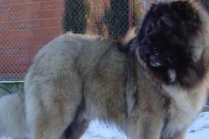 如何饲养高加索犬？高加索犬饲养全攻略