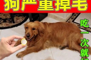 小狗健康成长（为你的小狗提供最佳的药物营养，让它健康快乐地成长）