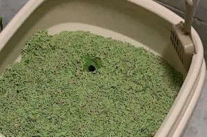 母猫到处拉屎的原因及解决方法（探究母猫大量拉屎背后的原因及如何有效解决）
