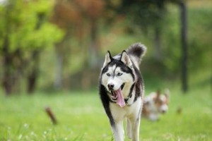 哈士奇犬的饲养技巧（打造快乐与健康的宠物生活）
