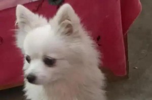 如何让博美长得胖（提供给博美的高营养食物和饮食习惯）