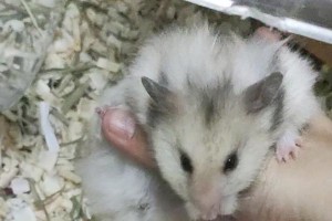 仓鼠的叫声之谜（揭开仓鼠叫声背后的秘密）