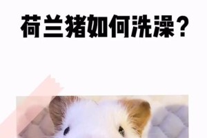 荷兰猪生完多久可以洗澡？（荷兰猪产后护理，正确时间给宝宝洗澡的关键。）