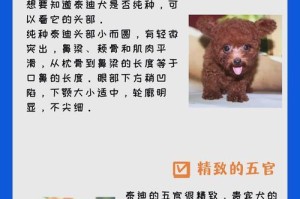 小狗泰迪的眼睛何时睁开？（了解泰迪狗狗眼睛的成长过程）
