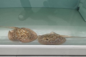 以虹鱼与其他鱼类混养的技巧与注意事项（优雅共舞，水族世界的多样共生）