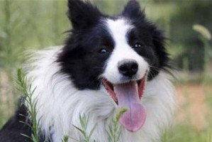 哺乳期的牧羊犬该怎么喂养？（以健康为重，宠爱有度）