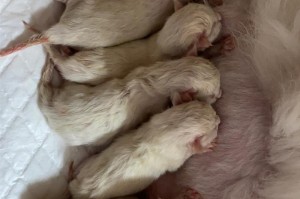 猫咪要生了的症状及应对方法（了解猫咪分娩前后的表现和应对策略，为母猫和幼崽的健康提供保障）