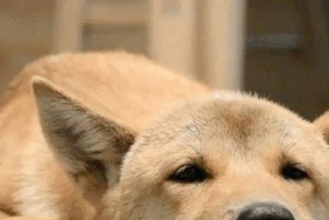 只狗临生（探寻只狗在生活中的存在与挣扎）
