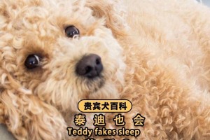 泰迪母狗为什么总喜欢抱腿？（探寻泰迪母狗抱腿行为的原因及可能解释）