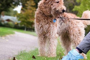 犬瘟拉屎的特点及疾病防控方法（解析犬瘟拉屎的表现与对策，预防犬瘟病的关键）