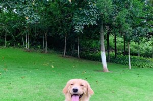 金毛犬的成长过程（金毛犬的成年期到底要多久？）