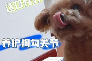 泰迪掉牙的注意事项（保护泰迪牙齿的小妙招）