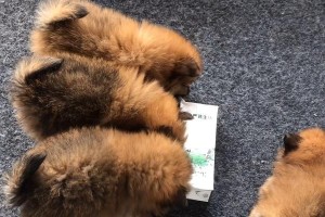 如何为博美犬提供营养均衡的饮食？（除了狗粮，还有哪些食物适合博美？）
