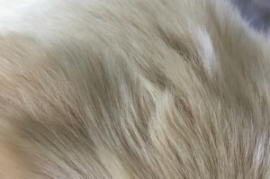 探究狗耳道增生的原因及预防方法（了解耳道增生的症状和治疗方法，关注狗的耳部健康）
