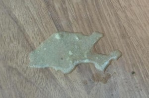 成年狗经常呕吐的原因（探究成年狗频繁呕吐的可能原因及解决方法）