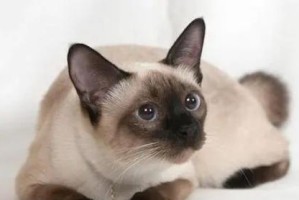 卡尔特猫饲养全攻略（掌握关键，让猫咪健康快乐）