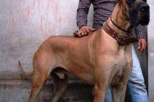 如何训练你的大丹犬（让你的大丹犬成为最听话的宠物）