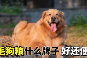 两岁金毛可以食用的水果（适合金毛犬食用的水果种类及注意事项）