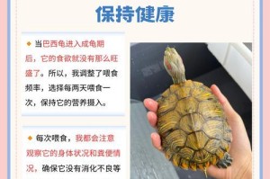 以巴西红耳龟多久下蛋的生命周期（了解红耳龟繁殖习性和孵化过程的关键）