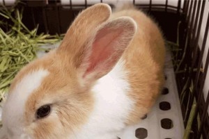 如何饲养侏儒垂耳兔？（全面指导，让你的兔子健康快乐！）