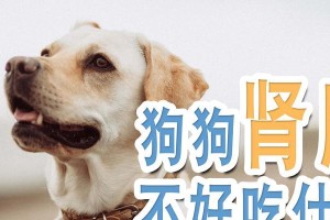 狗狗怀孕期间的饮食指南（为您的毛绒宝贝提供适当营养，健康迎接新生命的到来）