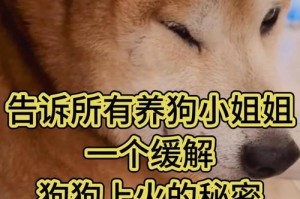 宠物狗狗上火的症状和解决办法（了解狗狗上火的症状，让它健康快乐）