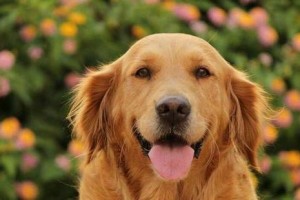 如何为金毛犬设计健康的冬季饮食（宠物养护）