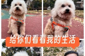 狗狗何时才能走路？（狗狗成长的奇妙过程）