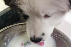 幼犬需要喝多久的奶粉？（科学喂养幼犬，关键在于奶粉饮食）