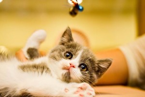为什么猫的小便很黄？（探究猫小便颜色异常的原因和解决方法）