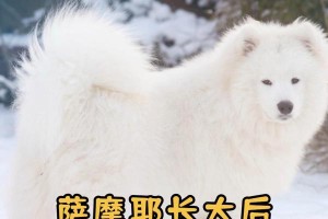 萨摩耶为什么经常乱跑？（探究背后的原因及解决方法）