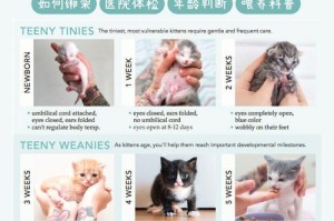 母猫断奶后需要多久恢复？（从断奶到恢复期间需要关注的要点）