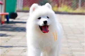萨摩耶犬的寿命及如何延长其寿命（探究萨摩耶犬的寿命与健康，让它们健康长寿）