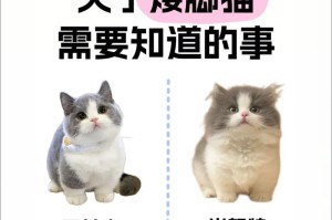 矮脚猫（探讨矮脚猫的基因缺陷和饲养建议）