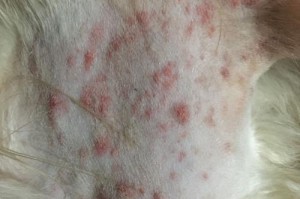 金毛长赖病的治疗方法探索（选择合适的药物来治疗金毛长赖病）