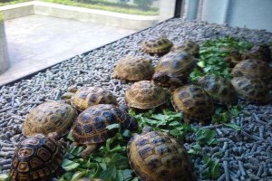 饼干龟的饲养方法（如何让你的饼干龟健康成长）