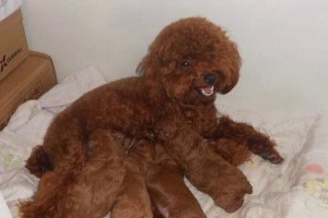 如何正确喂养怀孕母犬（营养均衡、健康安全的关键）