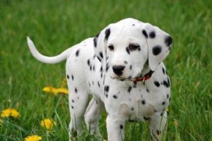 比格犬螨虫的治疗（以宠物为主，关注健康）