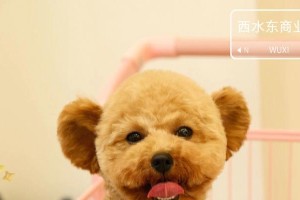 夏日清爽泰迪剪发新风潮（夏日来临，泰迪宠物犬适合剪什么发型？）