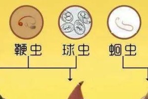宠物喂养的十大误区——你可知道？（揭开真相，让宠物健康成长！）