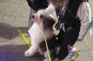 以贝灵顿梗为伴，宠物训练护主不误（从培养独立性到警戒本能，这些技能一定要训练好！）