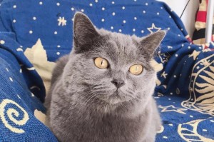 猫咪指甲为什么会开裂？（探究猫咪指甲开裂的原因及预防方法）