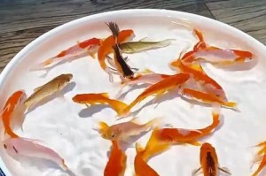 以水草多养什么鱼好？（打造生态均衡水族箱，挑选适宜的鱼种）
