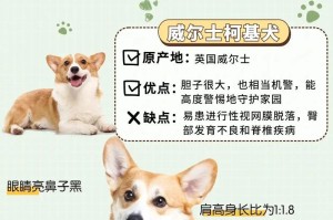 科学饲养柯基幼犬的7大妙招（打造健康快乐的柯基宝宝，从科学饲养开始）