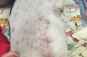 狗狗的必备用品（了解狗狗的基本生活需求，让它们健康快乐）