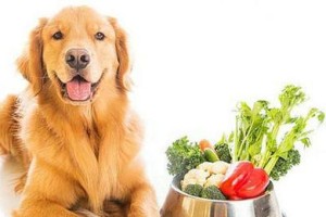 狗狗缺乏维生素如何补充
