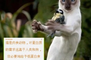 无肉食之猫（以植物为主的猫咪饮食方案及注意事项）
