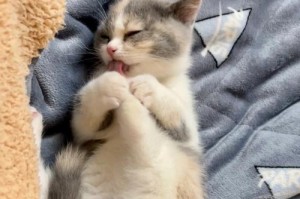 猫咪撒娇要吃的秘密（揭开猫咪撒娇背后的真相，了解它们想要吃什么！）