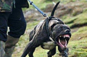 家庭护卫猛犬（卡斯罗与罗威纳的特点与适应环境比较，选择适合的护卫犬品种）