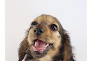 如何给长毛腊肠犬美容？（掌握这些技巧，让你的腊肠犬更加可爱和健康）